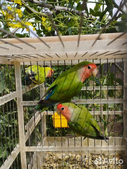 Попугаи разные