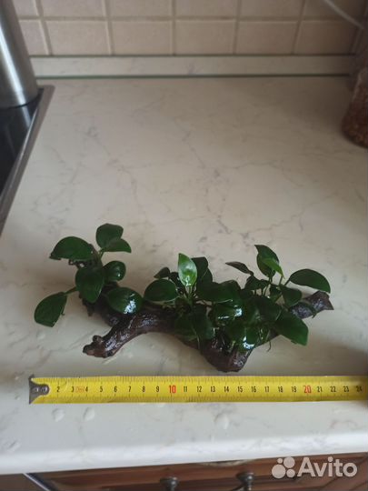 Анубиасы прирощенные на коряжку