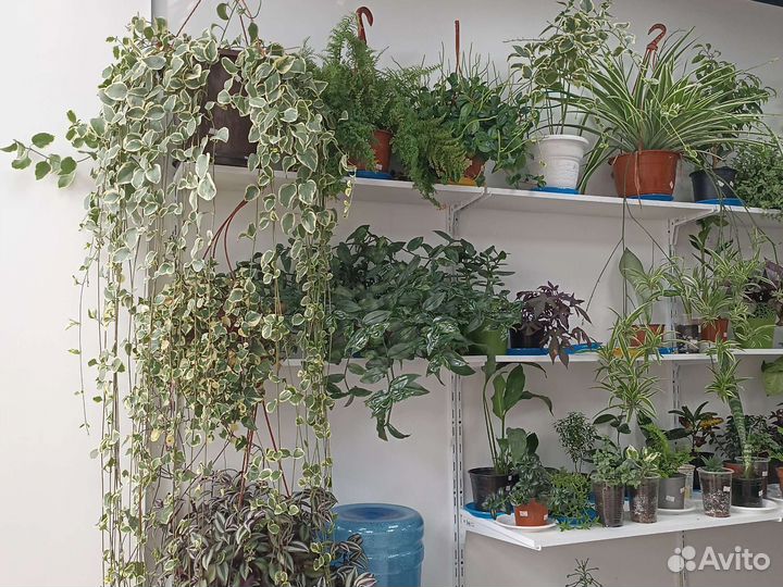 Комнатные растения цветы