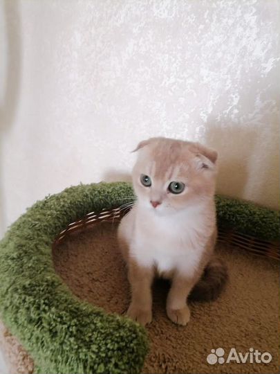 Шотландская вислоухая