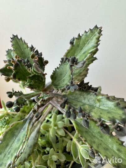 Каланхоэ (взрослый )