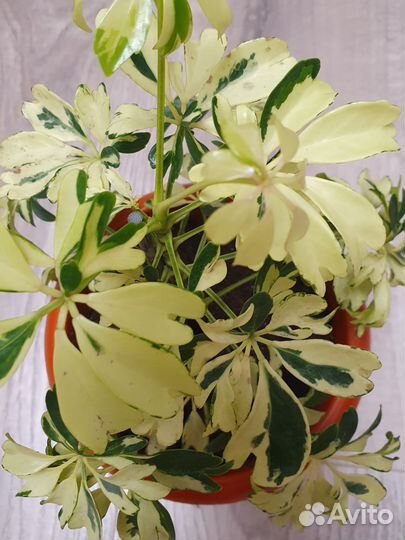 Шефлера жанин