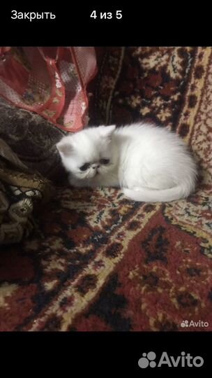 Котята экзоты