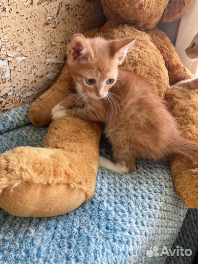 Рыжая банда ищет дом