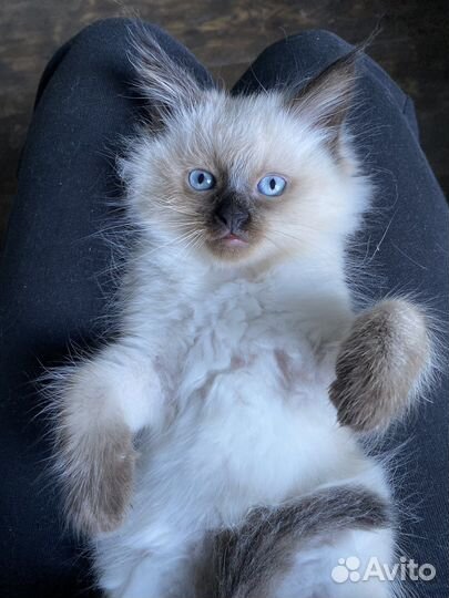 Котята невской маскарадной