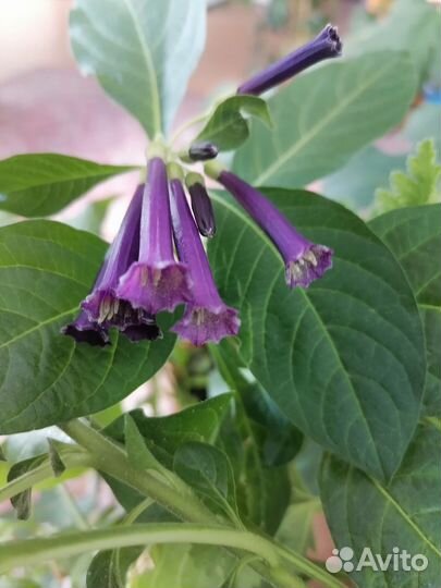 Комнатные цветы