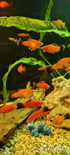 Меченосец.Цена указана 1 за шт