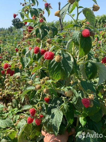 Малина маравила