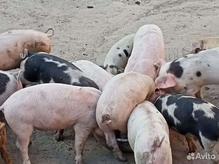 Поросята