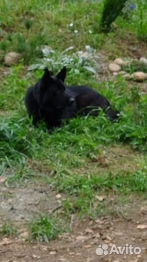 Немецкая овчарка вязка. кобель