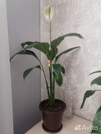Продам спатифиллум