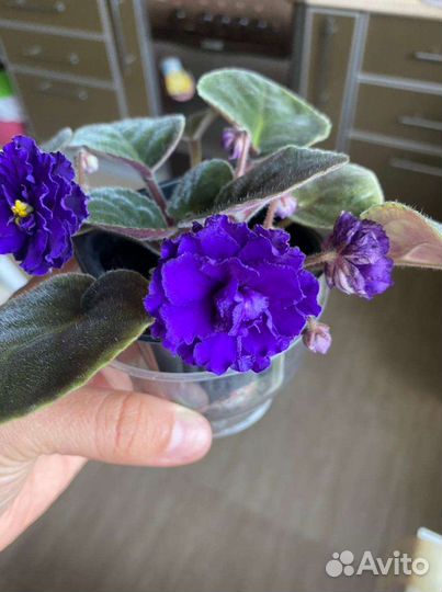 Фиалки домашние