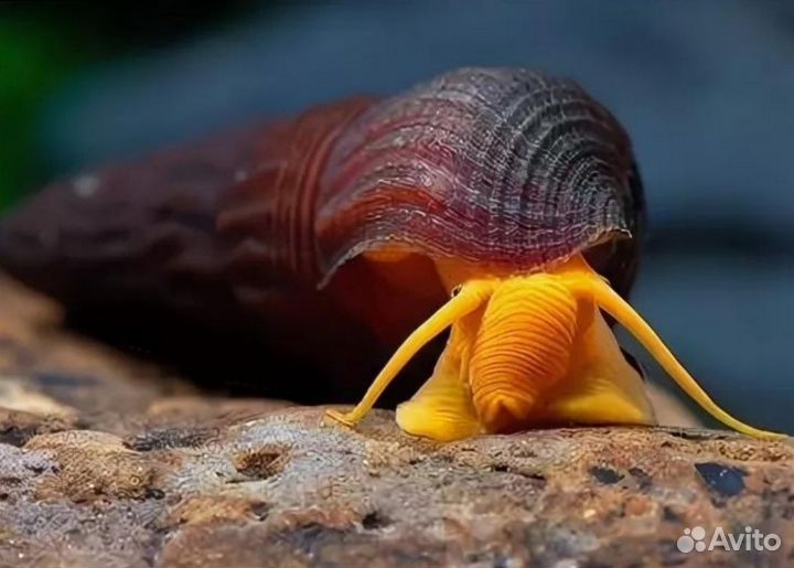 Улитки и рыбки и креветки