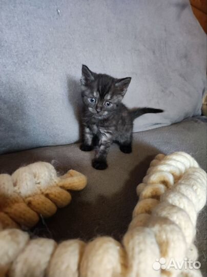 Котята в дар