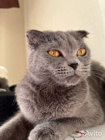 Красавица кошечка ищет кота для вязки