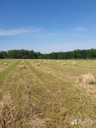 Сено в тюках. Вес от 20 кг