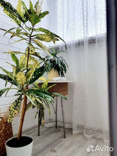 Кодиеум /Кротон Голден Сан