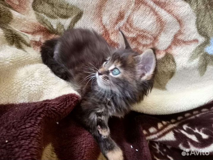 Продам котят Мейн куна