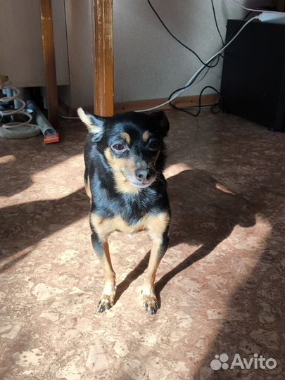 Отдам в хорошие руки той-терьера