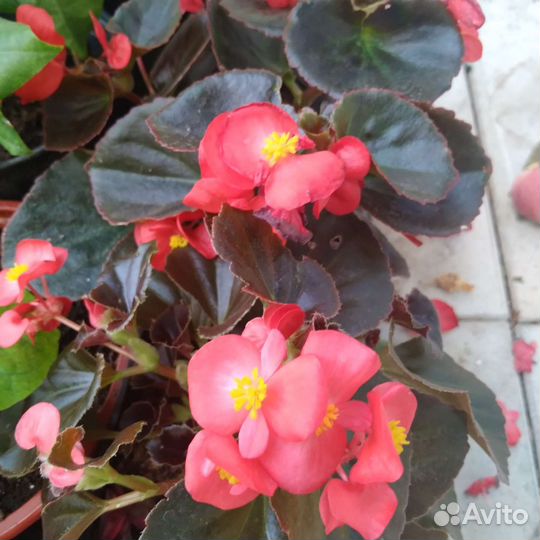 Бегония вечноцветущая