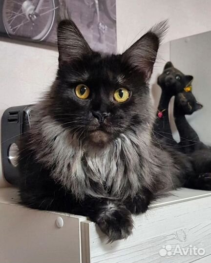 Мейн-кун девочки