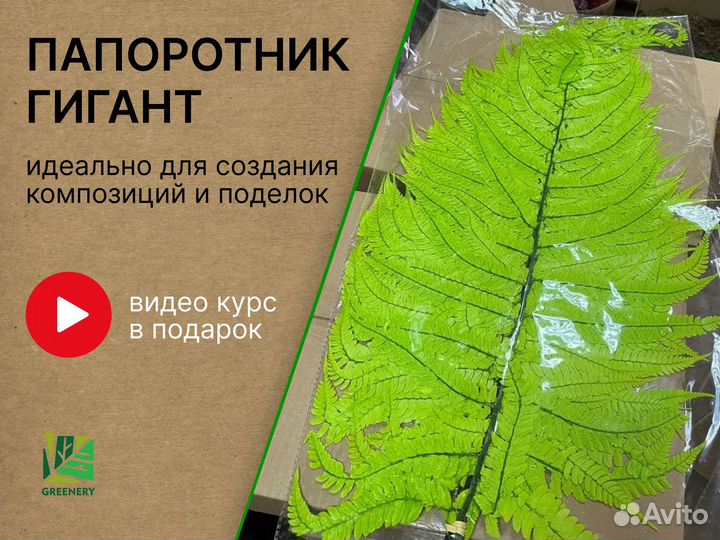 Стабилизированные растения Папоротник Гигант