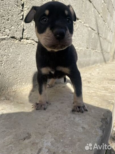 Собака питбуль