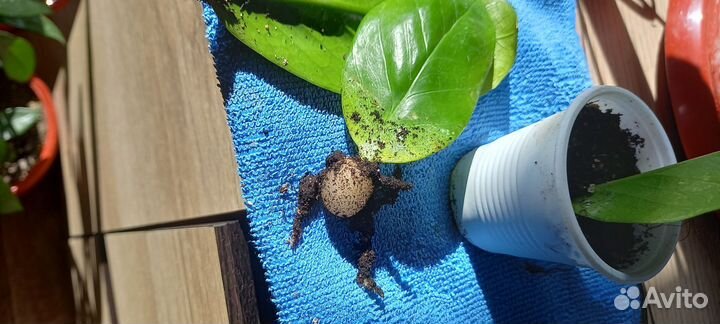 Замиокулькас