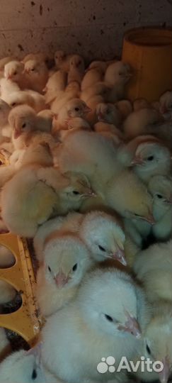 Бройлерные цыплята