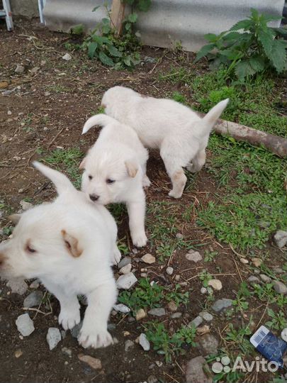 Спасти щенков