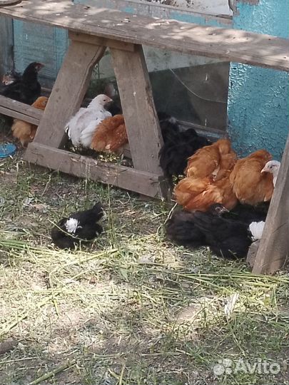 Продам дикорактивных курочек