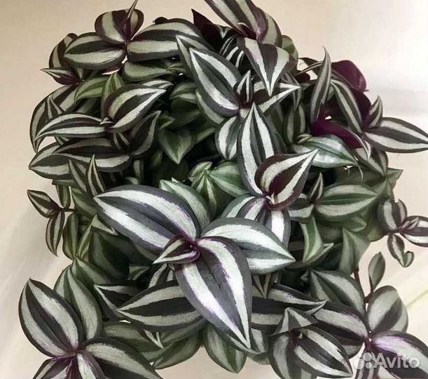 Традесканция тайская, нанук, зебрина, Рео