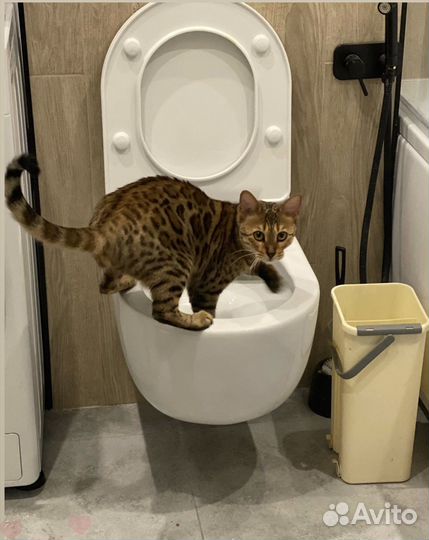 Бенгальская кошка вязка