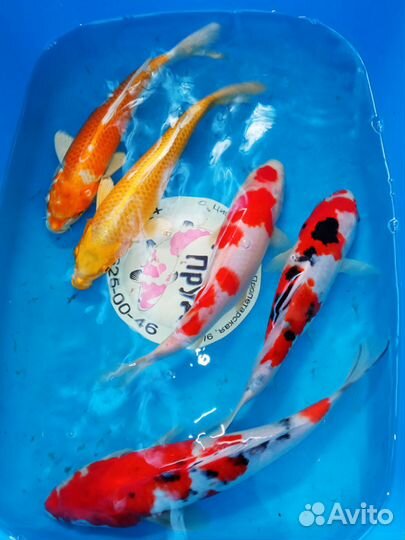 Карп Кои Премиум Ямабуки Кохаку Санке Хи утцури