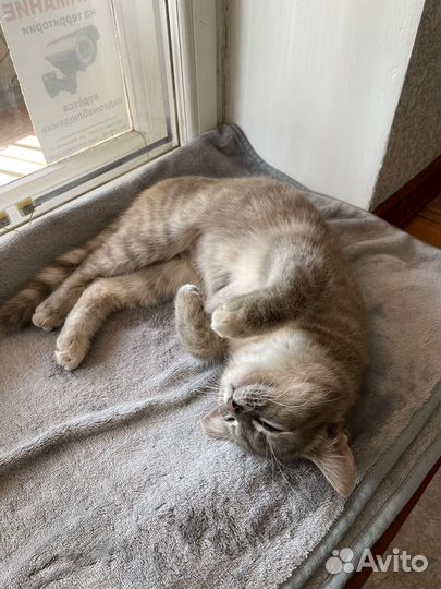 Кошечка в добрые руки