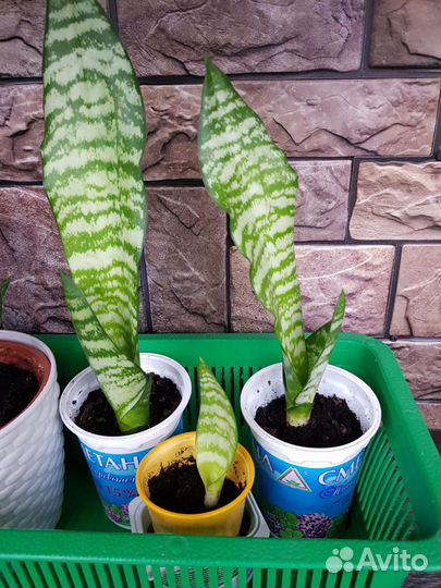 Сансевиерия Щучий хвост Тещин язык