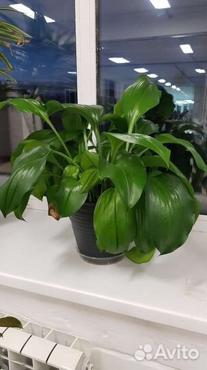 Эухарис амазонская лилия