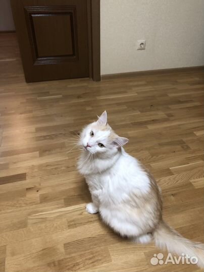 Отдам кота в добрые руки