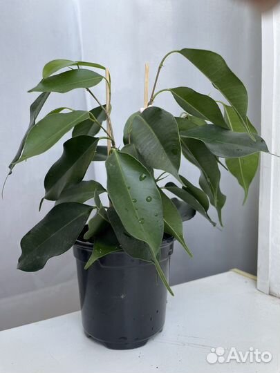 Фикус Даниэль