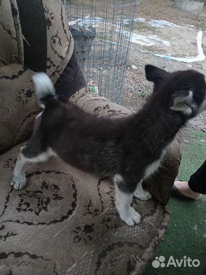 Сибирский хаски