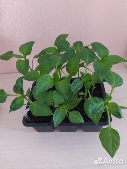 Рассада перца, томата