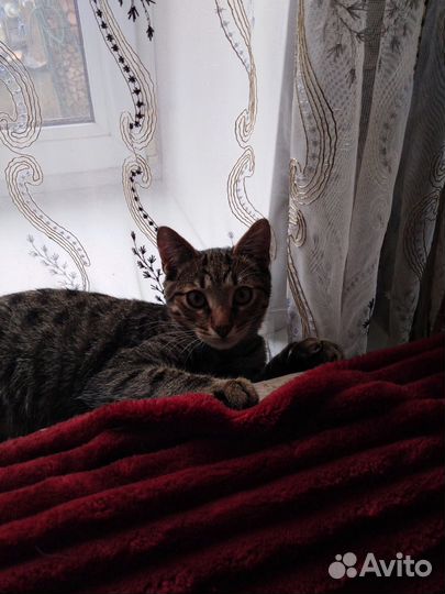 Отдам в добрые руки