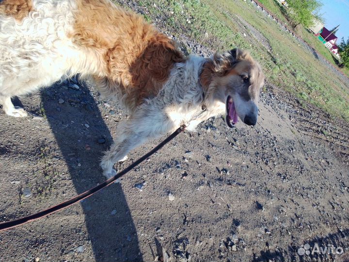 Отдаю бесплатно собаку