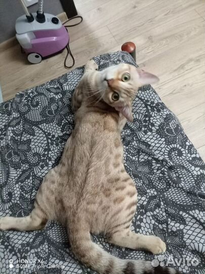 Бенгальский кот вязка