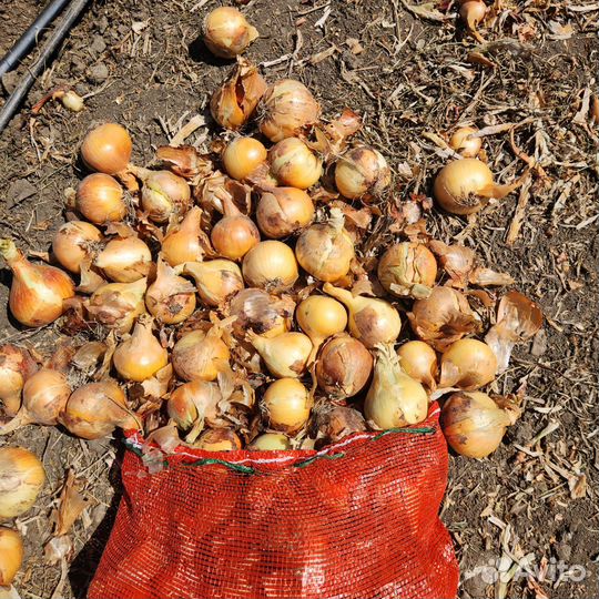 Лук фиолетовый, жёлтый, картофель