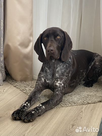 Курцхаар вязка