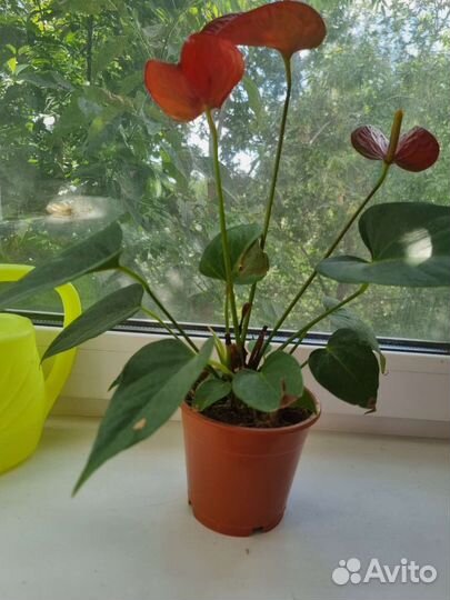 Антуриум красный