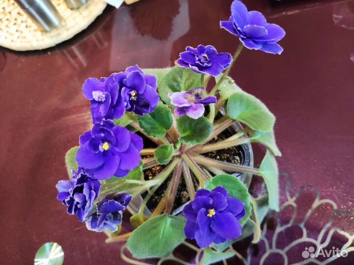 Молодые сортовые фиалки