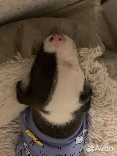 Щенки питбуля