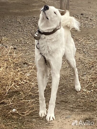 Щенки лайки породистые